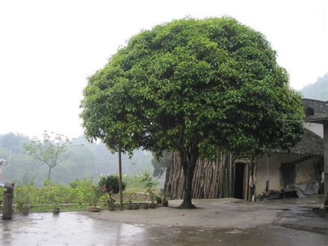 在一棵好不好|庭院风水：门前屋后种树有讲究